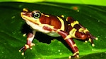 Por la conservación de los anfibios