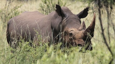 Muere rinoceronte blanco en zoológico de EU y solo quedan tres en el mundo