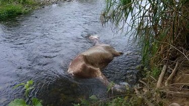 Caballo muerto contamina aguas del Mamoní