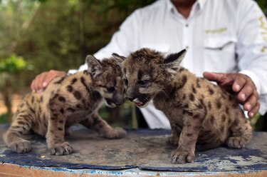 Pandemia y Cuarentena, dos pumas nacidos en zoo de México para ayudar a salvar su especie