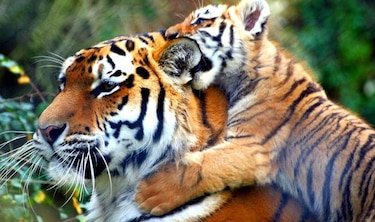 Los tigres de Nepal se salvan gracias a medidas protectoras