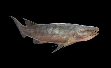 Hallan el pez óseo articulado más antiguo, que vivió hace unos 436 millones de años