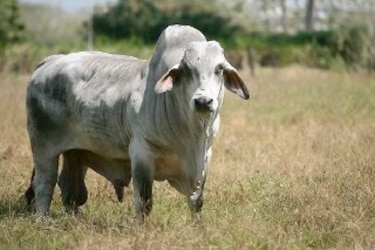 Precio de la carne de res podría disminuir