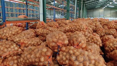 Productores de cebolla cerraron la vía Panamericana; Mida asegura que continúa la compra