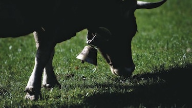 Alto consumo de carne atenta contra el clima