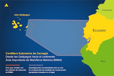 Así se protege el hábitat de los mamíferos marinos
