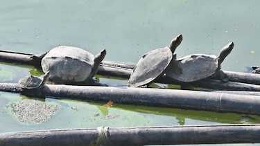 Un templo indio ayuda a tortugas casi ‘extintas’