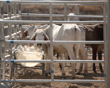 Sanidad animal confirma presencia de estomatitis en 10 fincas en Bugaba 