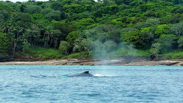 Recelo por uso del fondo Coiba