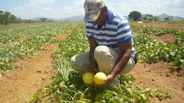 Ocho empresas dejan de sembrar frutas en Los Santos