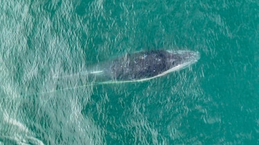 Perú inaugura la temporada de avistamiento de ballenas jorobadas en el norte del país