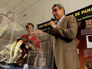 Presentan exhibición itinerante 'Felinos de Panamá'