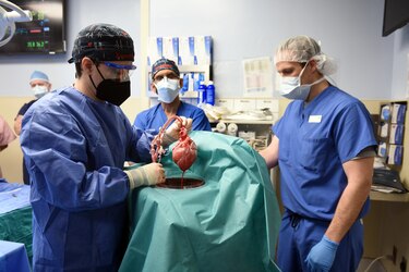 De cerdo a humano: un corazón