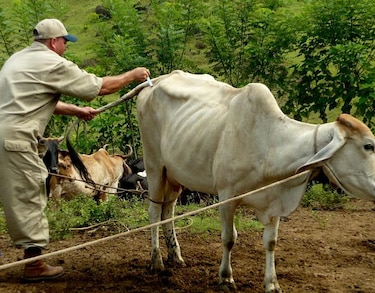 Faltan médicos veterinarios en el país