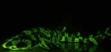 Científicos descubren el misterio de los tiburones que brillan en la oscuridad