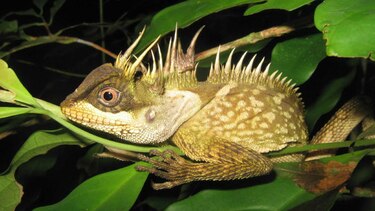 Descubren en el río Mekong 163 nuevas especies animales