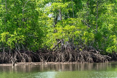 Puerto Barú en Chiriquí: ¿desarrollo económico o amenaza para los manglares?