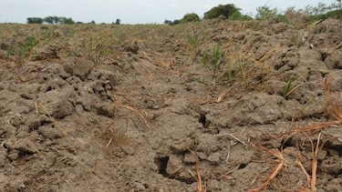 Centroamérica sufre cuantiosas pérdidas por El Niño, según la FAO