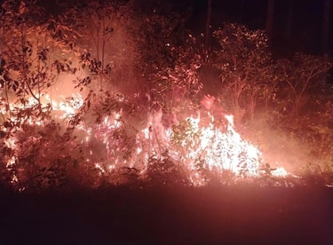 Incendio consume la reserva forestal La Yeguada: fiscalía abre investigación