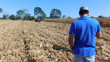 Los Santos: Maiceros piden a importadores que cumplan con la compra del grano nacional