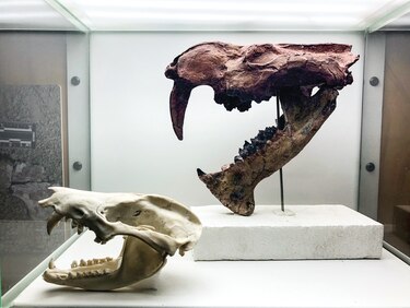 Hallan fósil del extinto marsupial dientes de sable