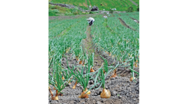Cebolleros de Natá negocian venta de cosecha con el IMA