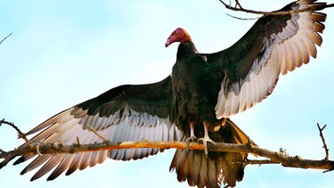 ¡Vienen las rapaces!