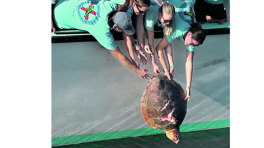 Tortuga marina ‘Chuck Norris’ Regresa al mar