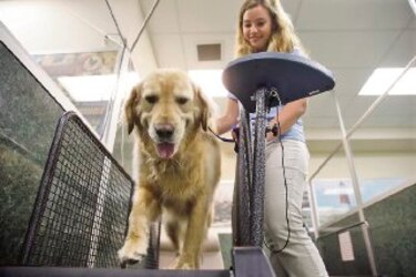 Ejercicios para perros obesos
