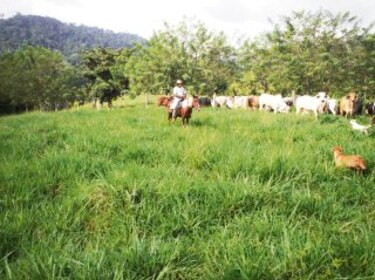 La Guágara: De refugio de narcos a finca promotora de alta genética