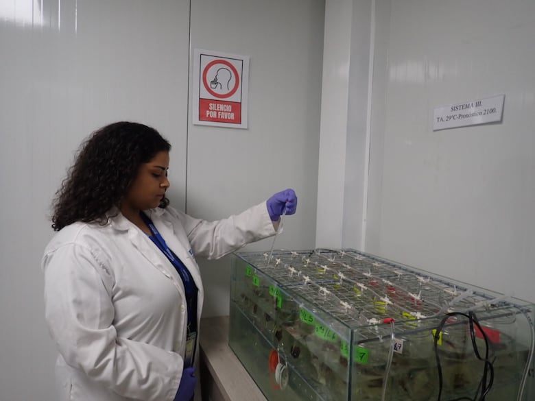 Contaminación por plaguicidas pone en peligro los ríos Chiriquí Viejo, Chagres y Tonosí