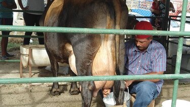 Productores de leche piden la estabilización de los precios
