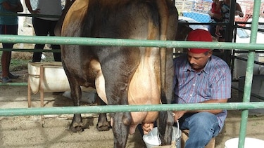 Productores de leche piden la estabilización de los precios