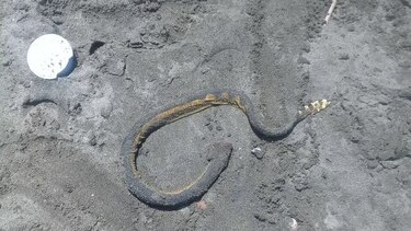 Presencia de serpientes marinas en playa El Uverito