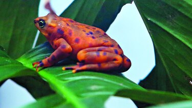 Estimulan supervivencia de anfibios