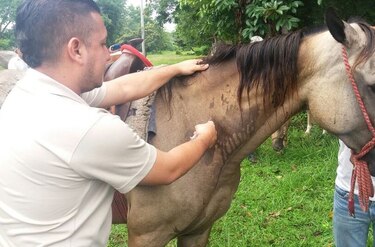 Nueva jornada de vacunación de caballos en Coclé
