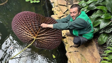 El fascinante descubrimiento de un nenúfar gigante en Sudamérica que se ve desde el espacio