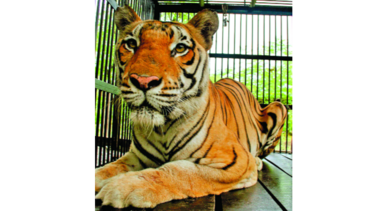 Prohíben animales salvajes en circos
