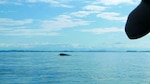 Maravillas en el golfo de Chiriquí