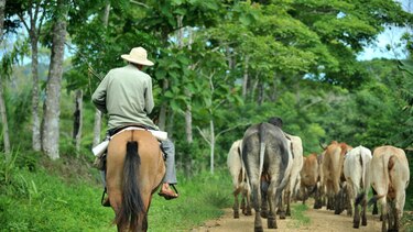 Confirman tres nuevos casos sospechosos de encefalitis equina en Darién