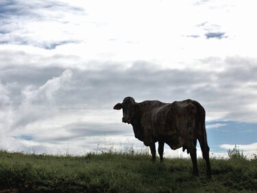 Carne artificial contra el cambio climático