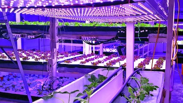 Impulsan agricultura en ambiente controlado