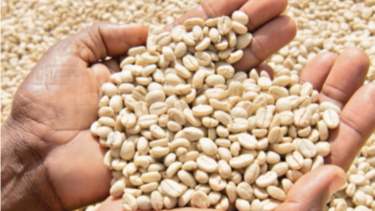 Colombia dará ayuda a productores de café
