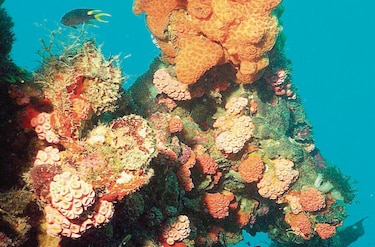 El blanqueamiento de la Gran Barrera de Coral afecta al 98% de este ecosistema