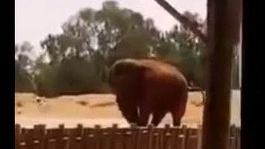 Marruecos: Elefanta mata a una niña de una pedrada