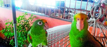 Estrella y los paseos