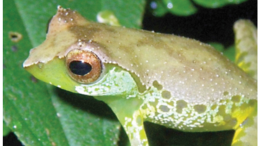 El ‘FrogPhone’, el teléfono para llamar a las ranas