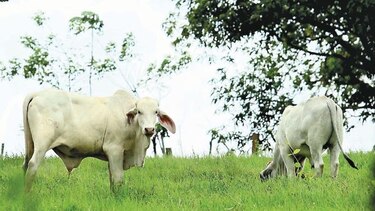 Productores alertan de leyes que no se aplican