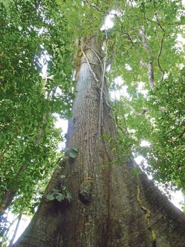 Mexico e Indonesia por el manejo sustentable de los bosques