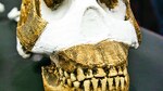 Hallan primo lejano de ‘Homo sapiens’